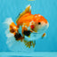 A Grade Red White Oranda Male 5.5-6 inches #040326OR_13