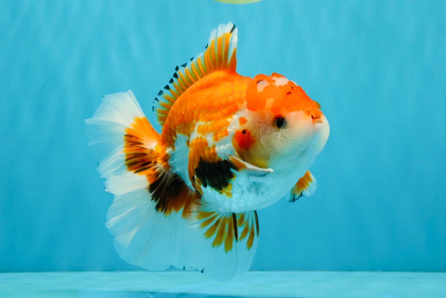 A Grade Red White Oranda Male 5.5-6 inches #040326OR_13
