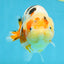 AAA Grade Tricolor Milk Cow Ranchu Female 5 inches #101025RC_15