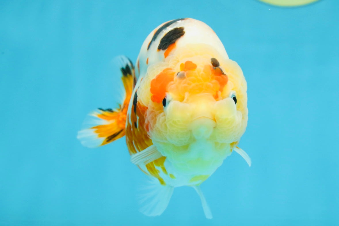 AAA Grade Tricolor Milk Cow Ranchu Female 5 inches #101025RC_15