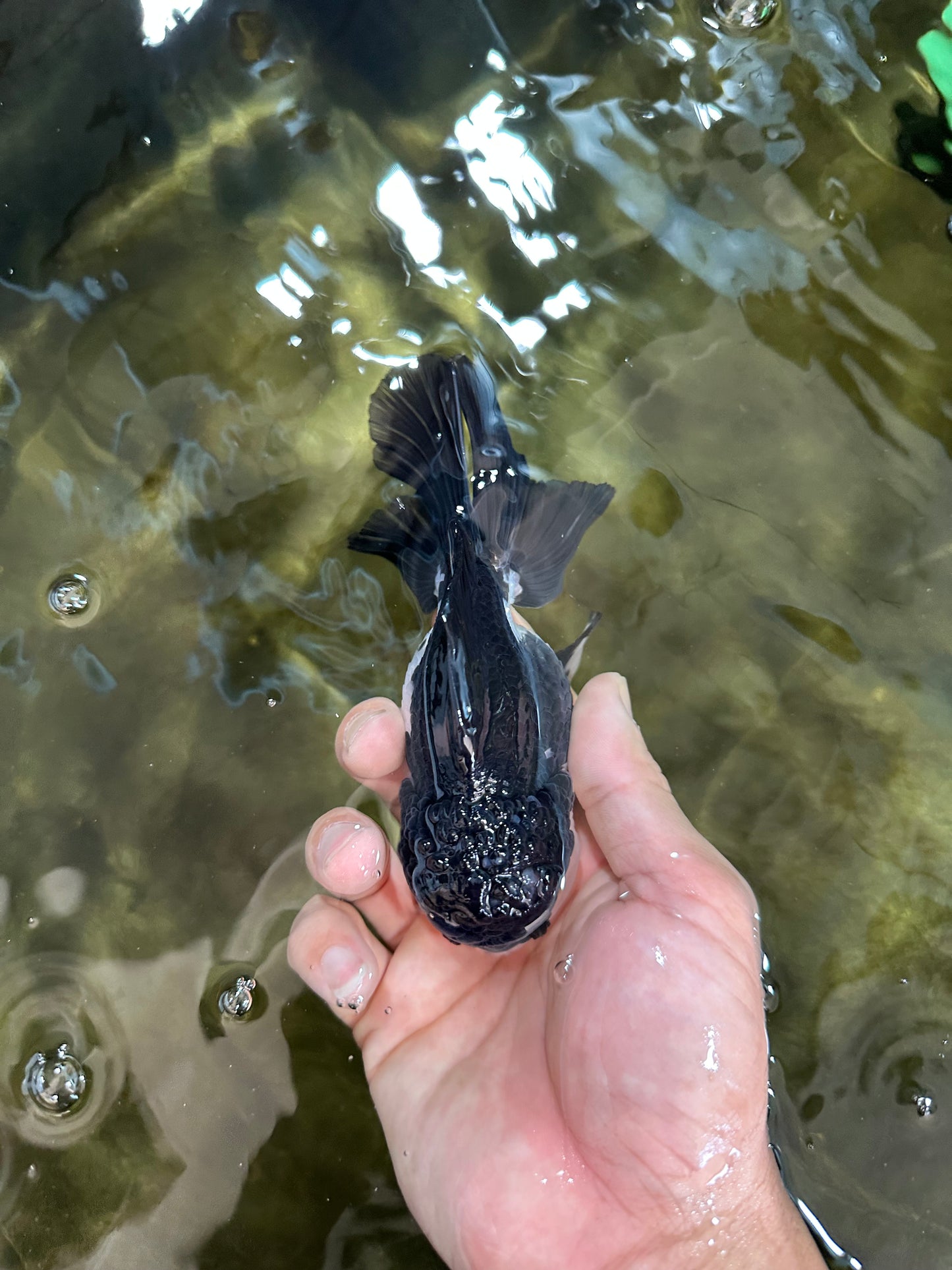 Panda Oranda Male 5 inches #091225OR_25