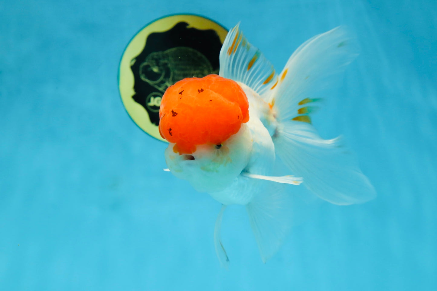 A Grade Red Cap Oranda Male 5.5 inches #062725OR_21