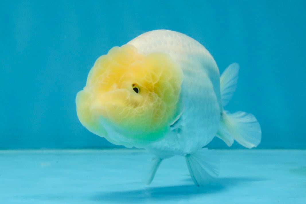 A Grade White LionQueen 4-4.5 inches #102425LC_12