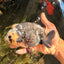 Ink Chinese Ranchu Male 5.5-6 inches #050826RC_13