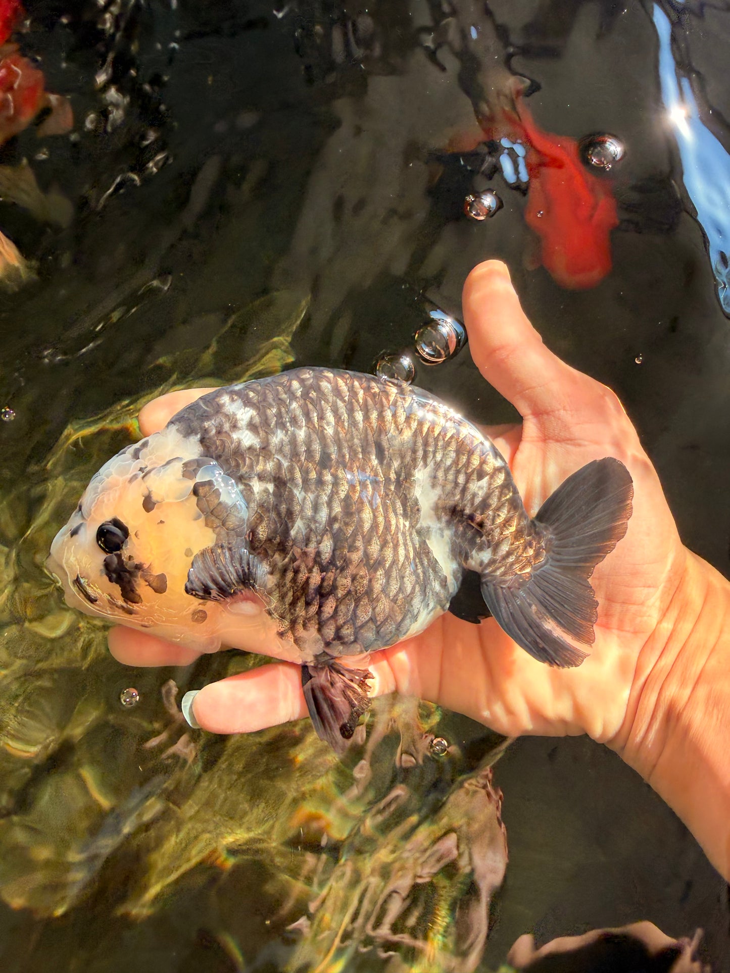Ink Chinese Ranchu Male 5.5-6 inches #050826RC_13
