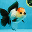 SUPER MARIO AAA Grade Tricolor Button Eyes Oranda Female 5.5 inches #042525OR_02