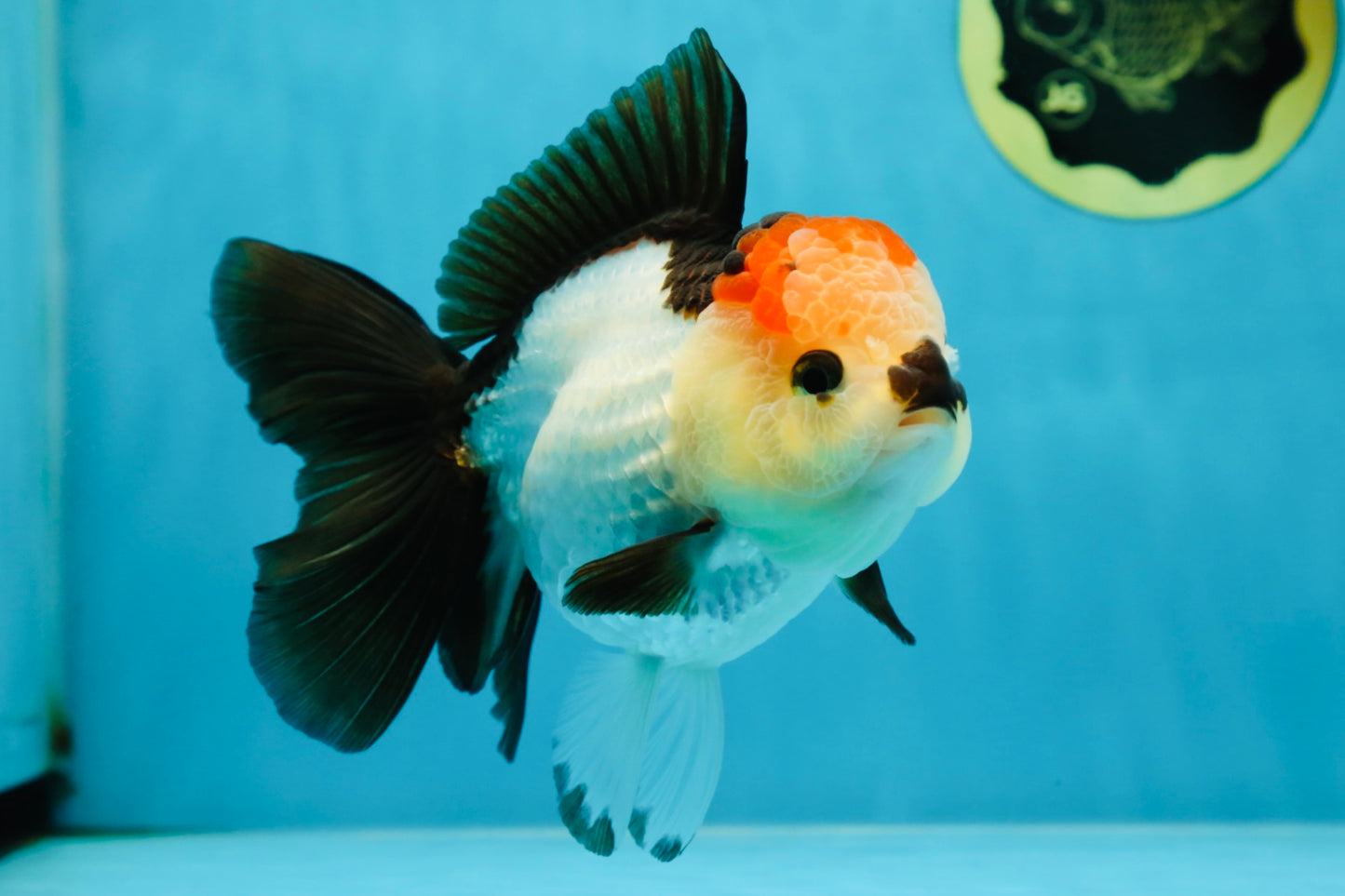 SUPER MARIO AAA Grade Tricolor Button Eyes Oranda Female 5.5 inches #042525OR_02