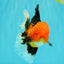 UNIQUE AAA Grade Apache Oranda Male 6 inches #101626OR_07
