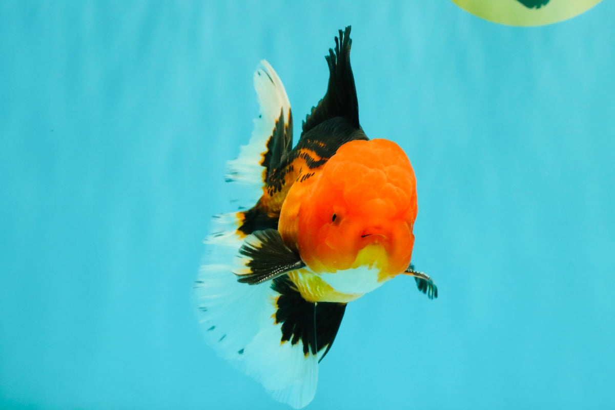UNIQUE AAA Grade Apache Oranda Male 6 inches #101626OR_07