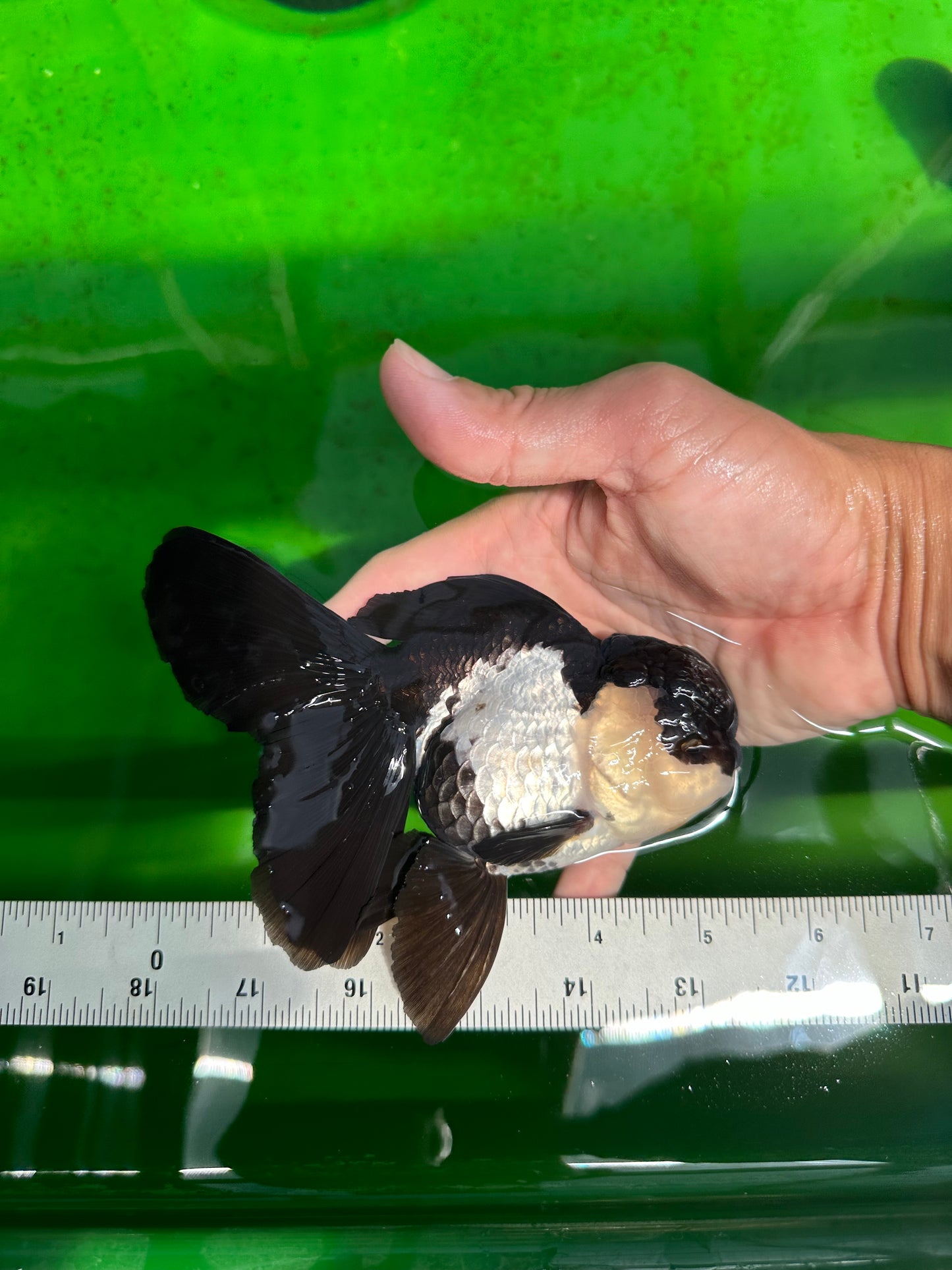 🐼 A Grade Killer Whale Panda Oranda Female 5.5 inches #0607OR_04