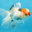 A Grade Tricolor Oranda Male 5.5 inches #070425OR_17