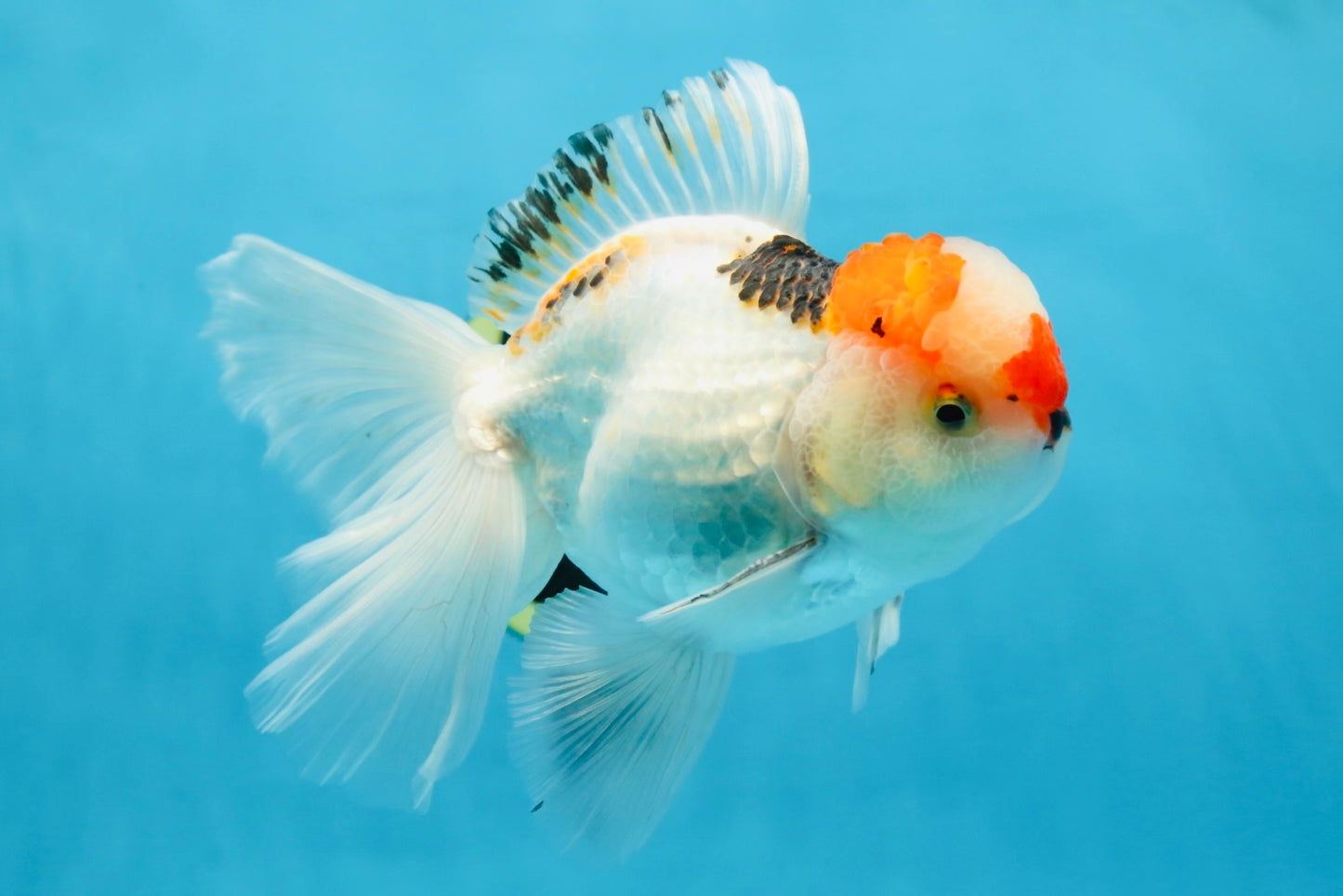 A Grade Tricolor Oranda Male 5.5 inches #070425OR_17