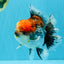 CHUNKY AAA Grade Kirin Calico Oranda Male 6.5 inches #041026OR_02