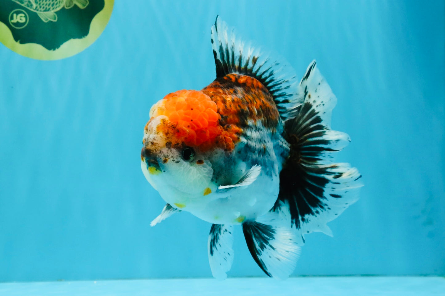 CHUNKY AAA Grade Kirin Calico Oranda Male 6.5 inches #041026OR_02