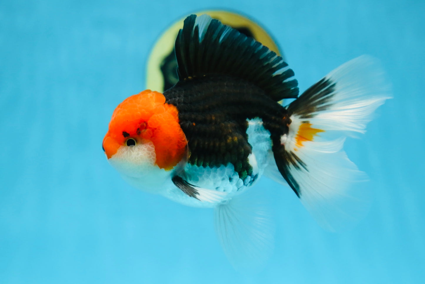 A Grade CHAPLIN Tricolor Oranda Male 5-5.5 inches #082925OR_07