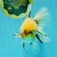 A Grade Marble Oranda Male 6.5 inches #072426OR_07