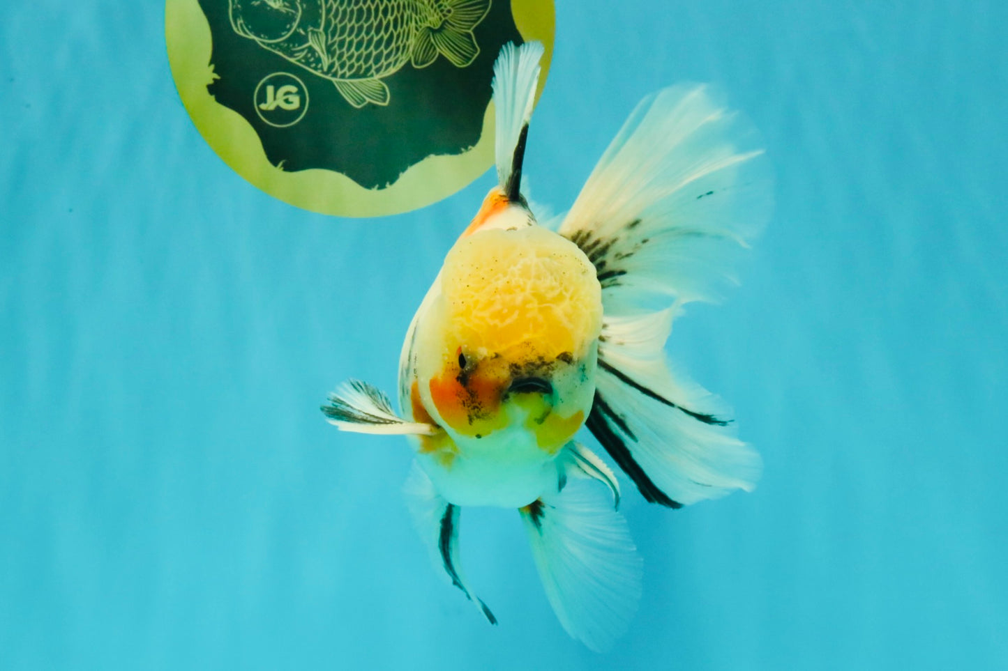 A Grade Marble Oranda Male 6.5 inches #072426OR_07