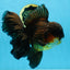 AAA Grade GIANT Godzilla Apache Oranda Male 6.5 inches #090525OR_09