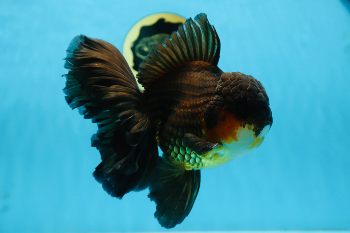 AAA Grade GIANT Godzilla Apache Oranda Male 6.5 inches #090525OR_09