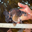A Grade Pompom Panda Oranda Female 6 inches #101725OR_31