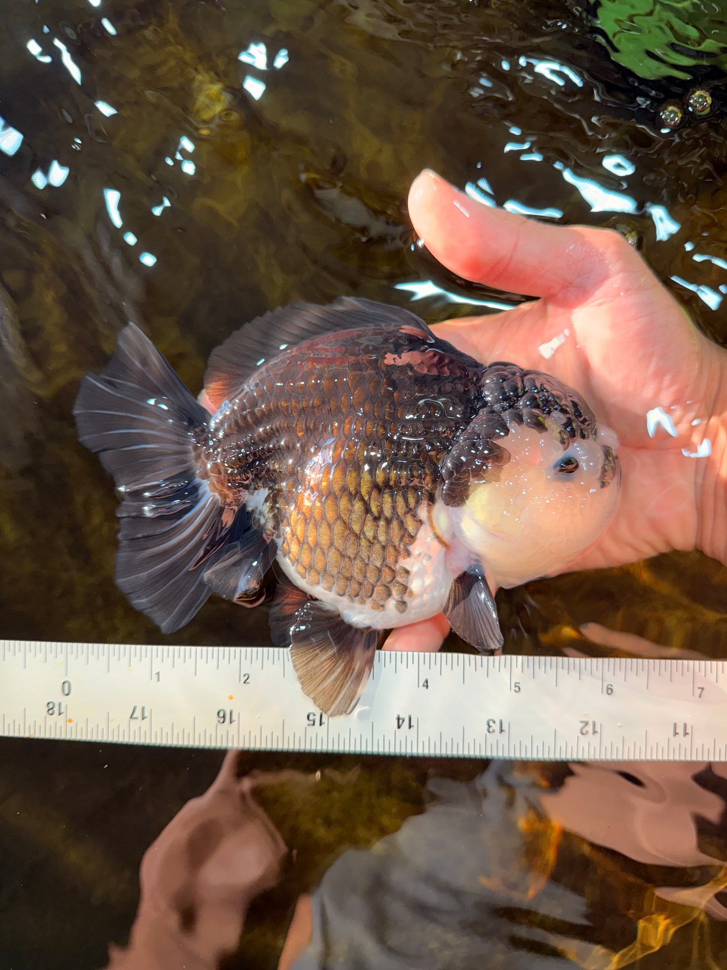 A Grade Pompom Panda Oranda Female 6 inches #101725OR_31