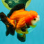 CHUBBY A Grade Apache Yuanbao Male 4.5 inches #051526YB_10