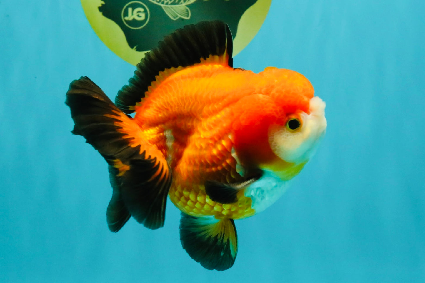 CHUBBY A Grade Apache Yuanbao Male 4.5 inches #051526YB_10