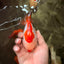 AAA Grade Red White Yuanbao Male 4.5-5 inches #082126YB_26