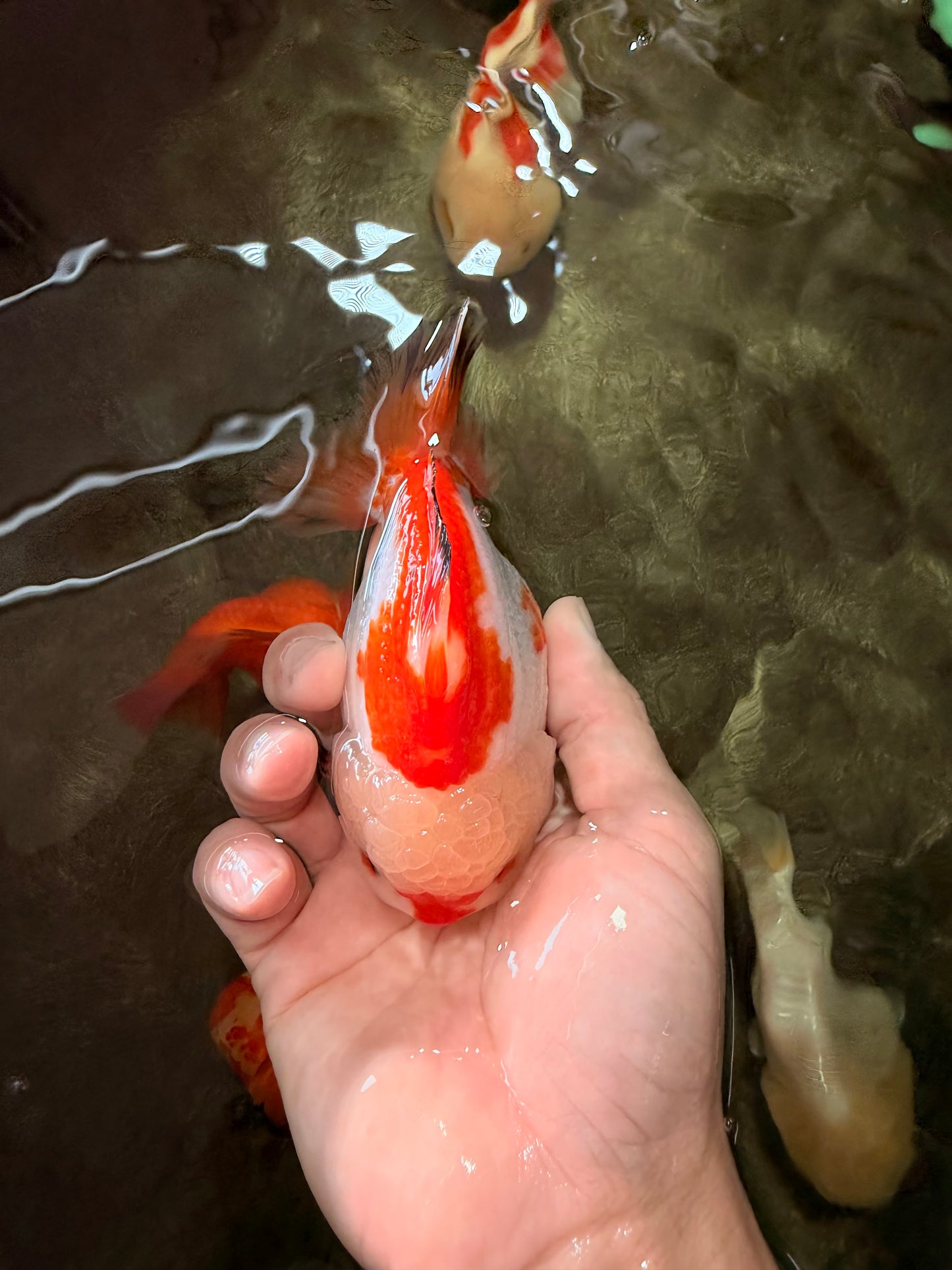 AAA Grade Red White Yuanbao Male 4.5-5 inches #082126YB_26