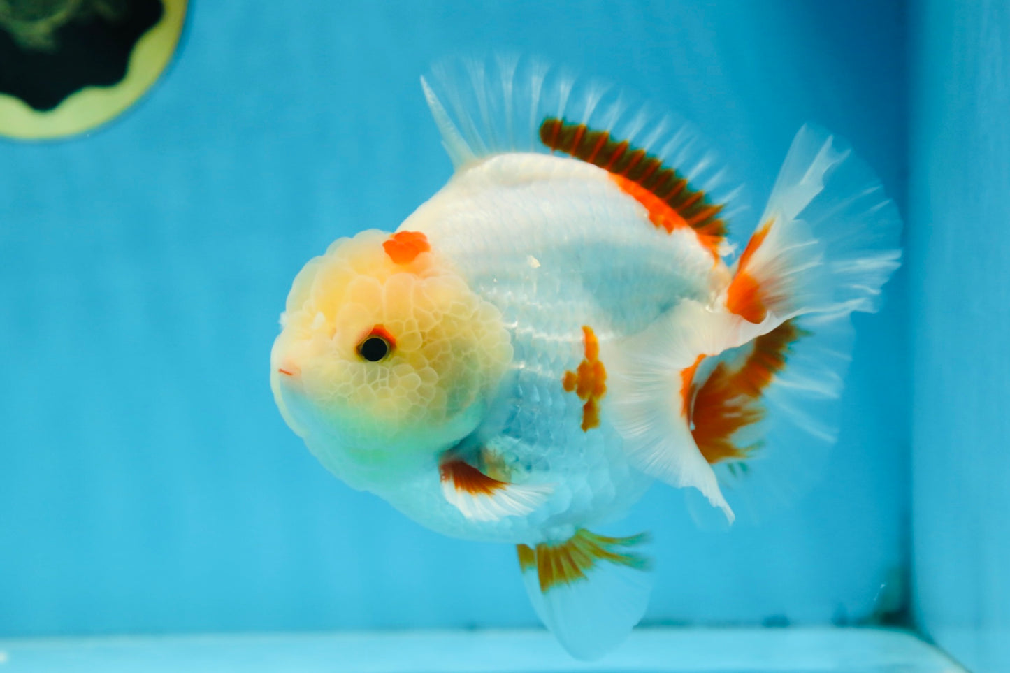 AAA Grade BEAUTIFUL Red White Yuanbao Male 5.5 inches #091225YB_02