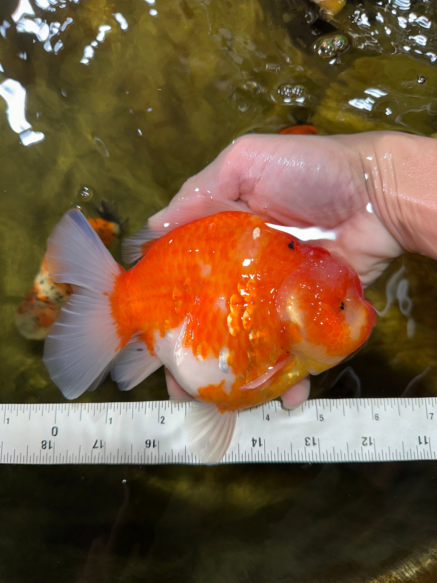 AAA Grade Godzilla Sakura Yuanbao Female 6 inches #050925YB_23