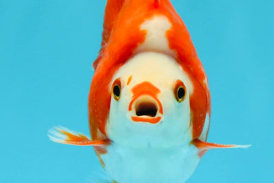 SUPER AAA Grade Red White Ryukin Male 4 inches #022726RK_16