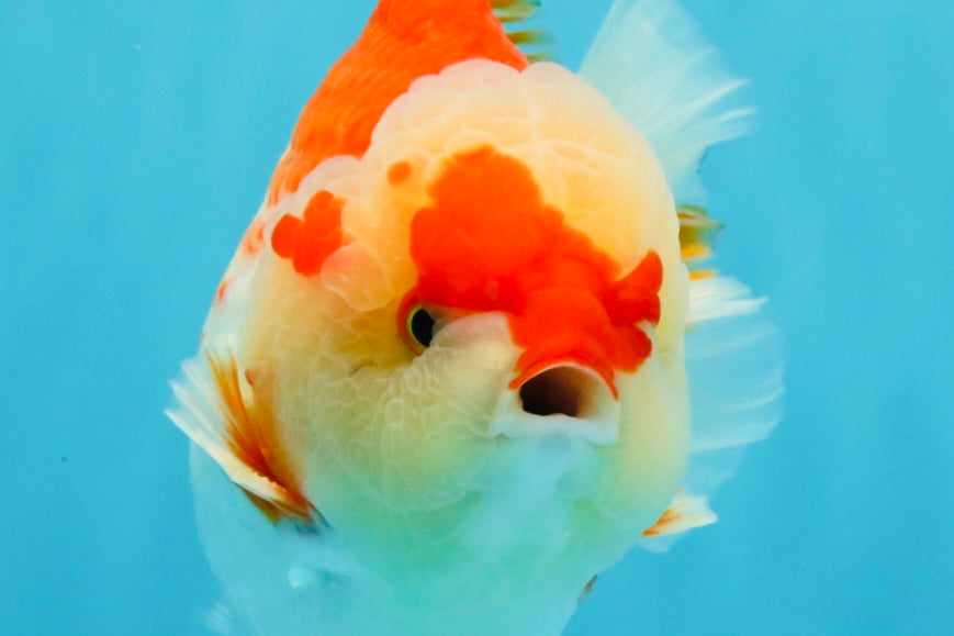 CHUBBY AAA Grade Red White Yuanbao Male 6 inches #040326YB_01