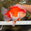 SUPER WEN A Grade Red White Oranda Female 7.5 inches #040326OR_23