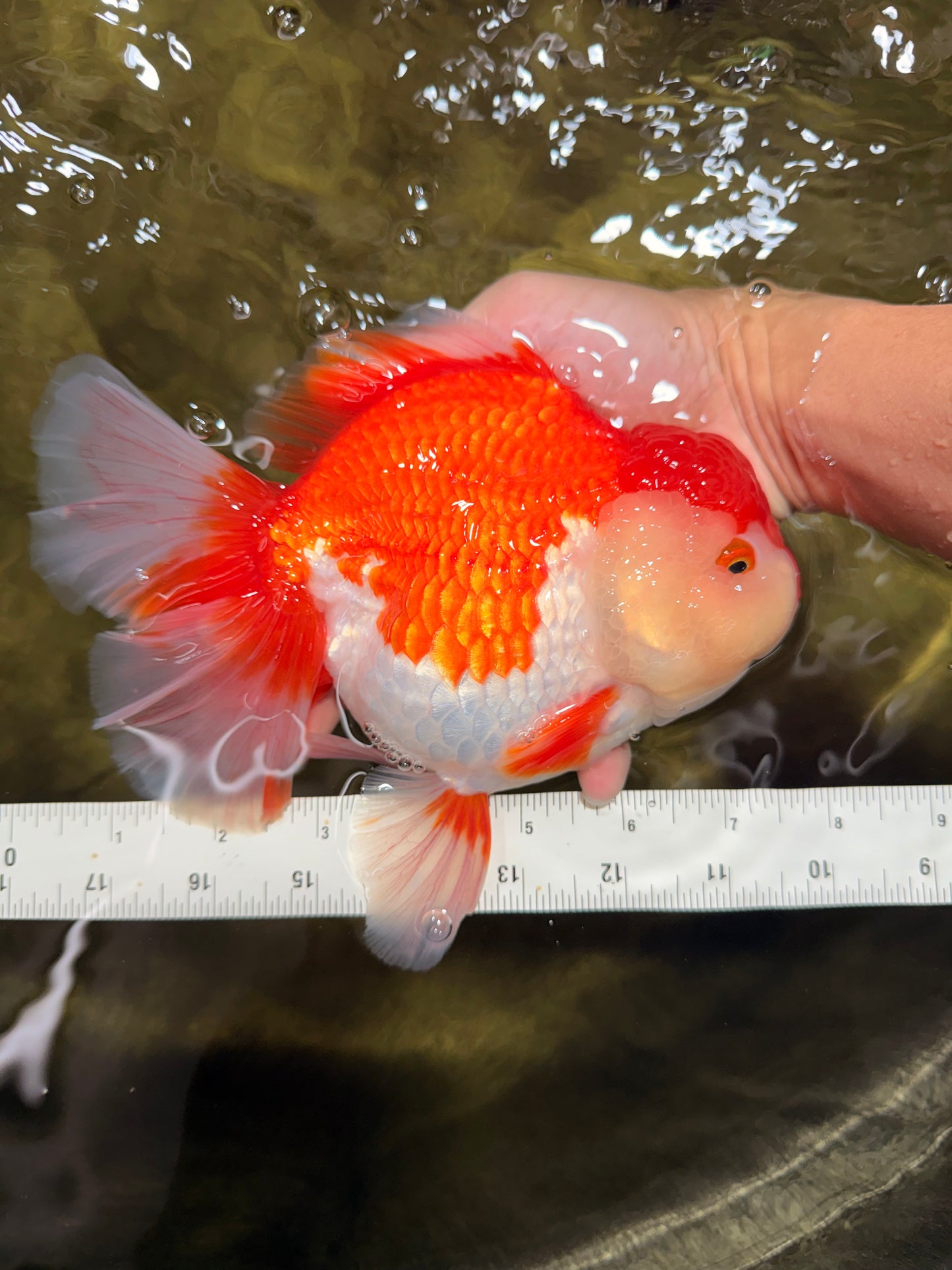 SUPER WEN A Grade Red White Oranda Female 7.5 inches #040326OR_23