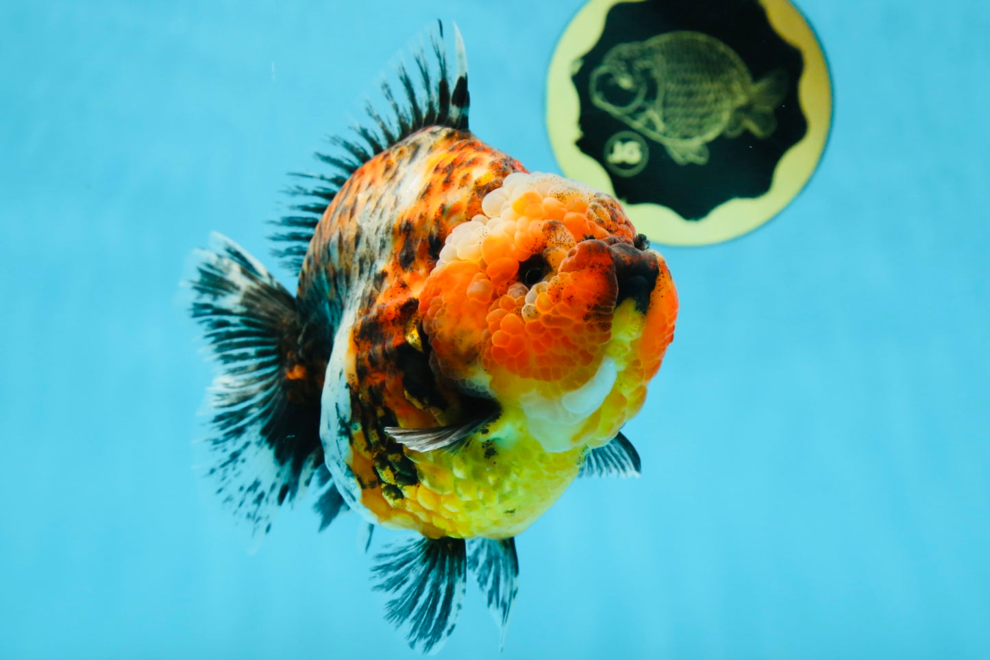 AAA Grade RARE Big Body Godzilla Calico Yuanbao Female 5-5.5 inches #051625YB_13