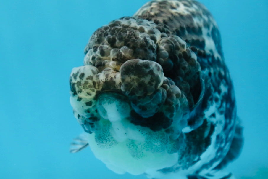 AAA Grade White Tiger LionQueen 5-5.5 inches #081525LC_04