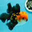 A Grade Tricolor Oranda Male 5.5 inches #112224OR_14