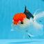 Oranda tricolor de cabeza roja, macho, 5,5 pulgadas, n.° 0706OR_04