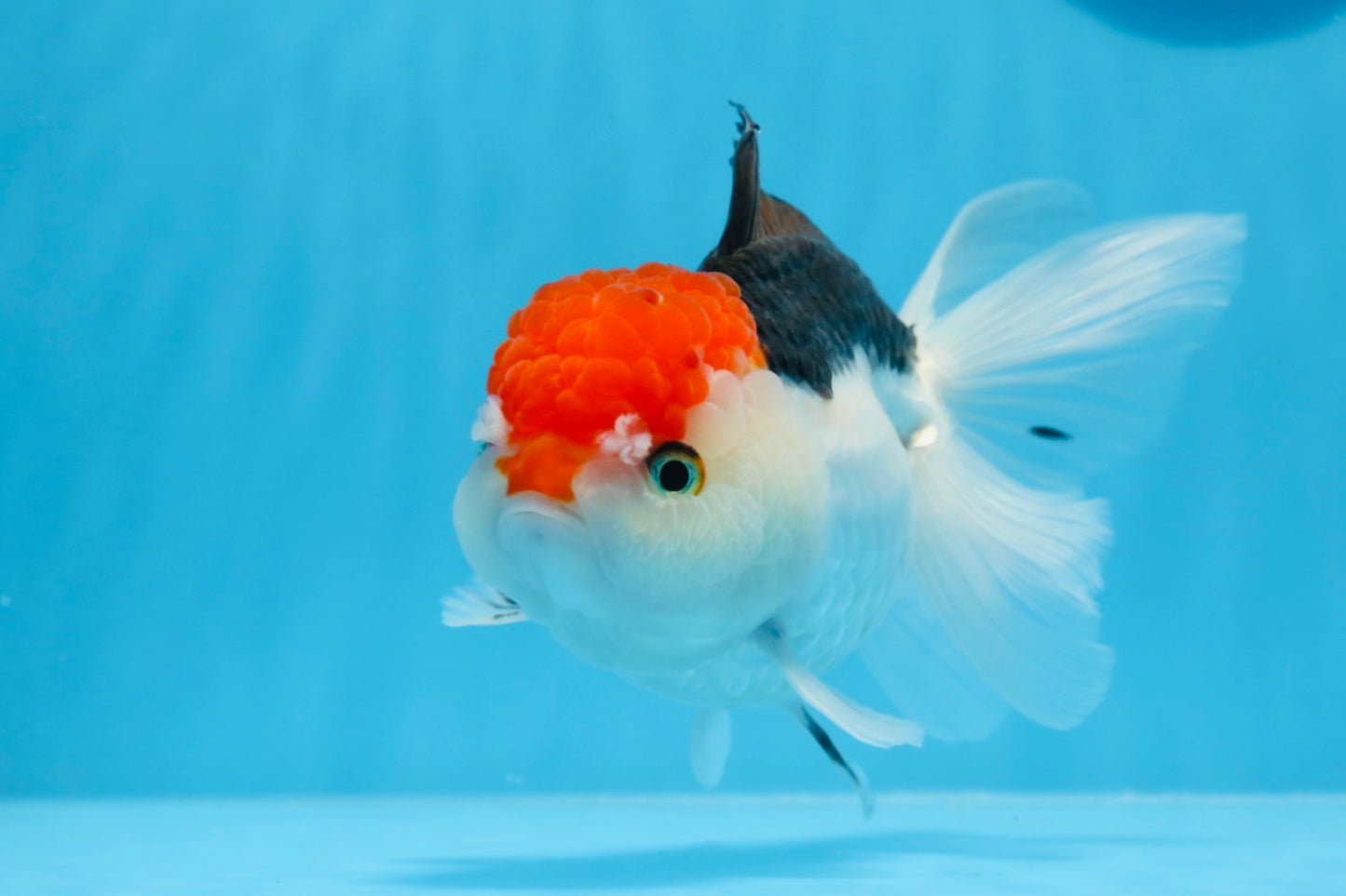 Oranda tricolor de cabeza roja, macho, 5,5 pulgadas, n.° 0706OR_04