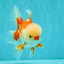 A Grade Red White Oranda Male 5.5 inches #071726OR_30
