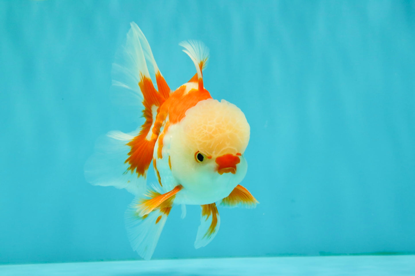 A Grade Red White Oranda Male 5.5 inches #071726OR_30