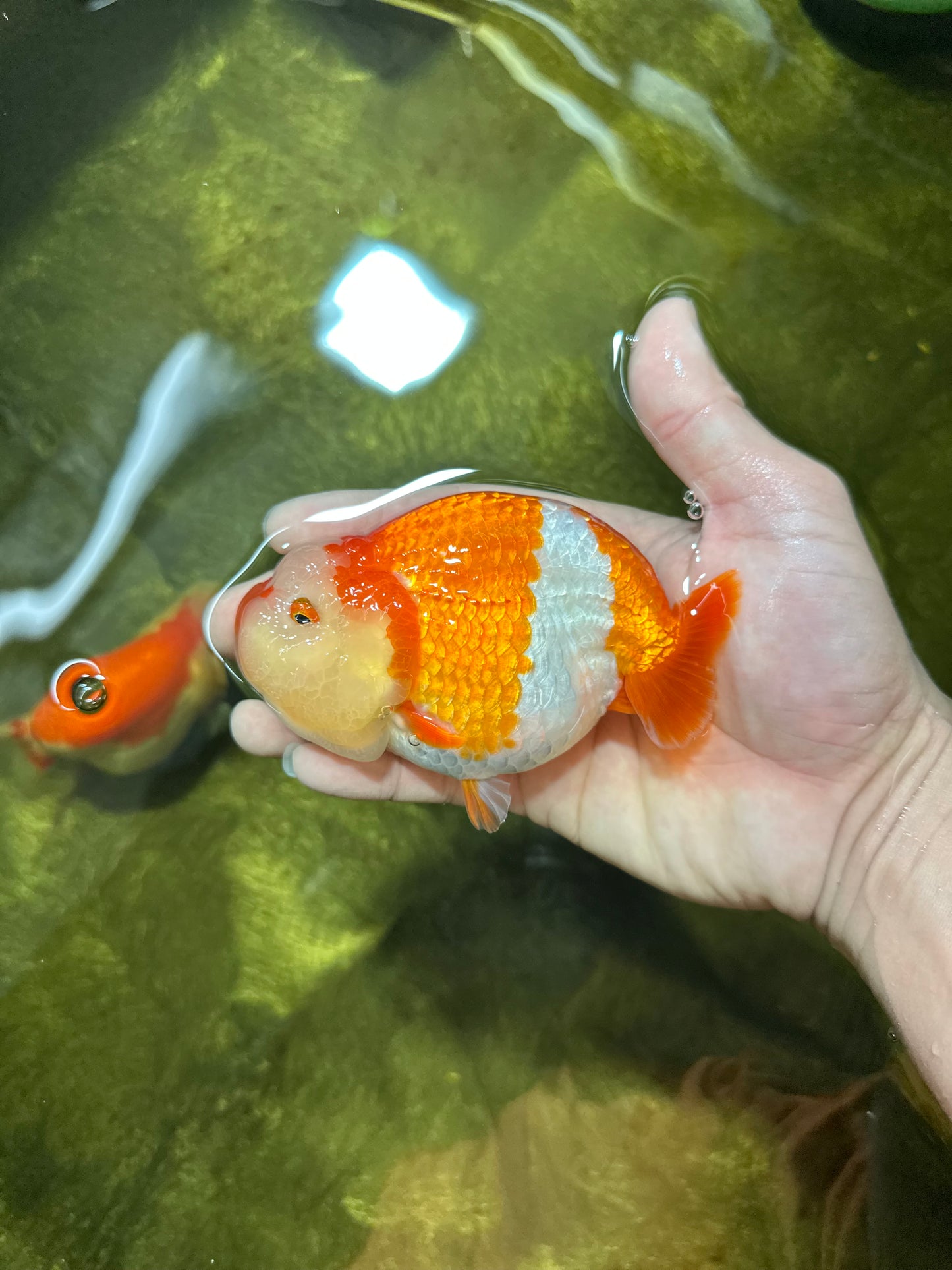 BIG WEN AAA Grade Egg-Shaped Red White LionQueen 4-4.5 inches #041825LC_01