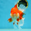 AAA Grade Red White Oranda Male 6 inches #080125OR_12