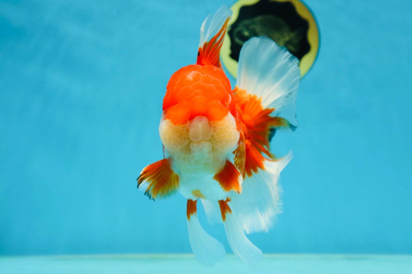 AAA Grade Red White Oranda Male 6 inches #080125OR_12