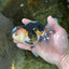AAA Grade Tricolor Oranda Male 5 inches #080125OR_31