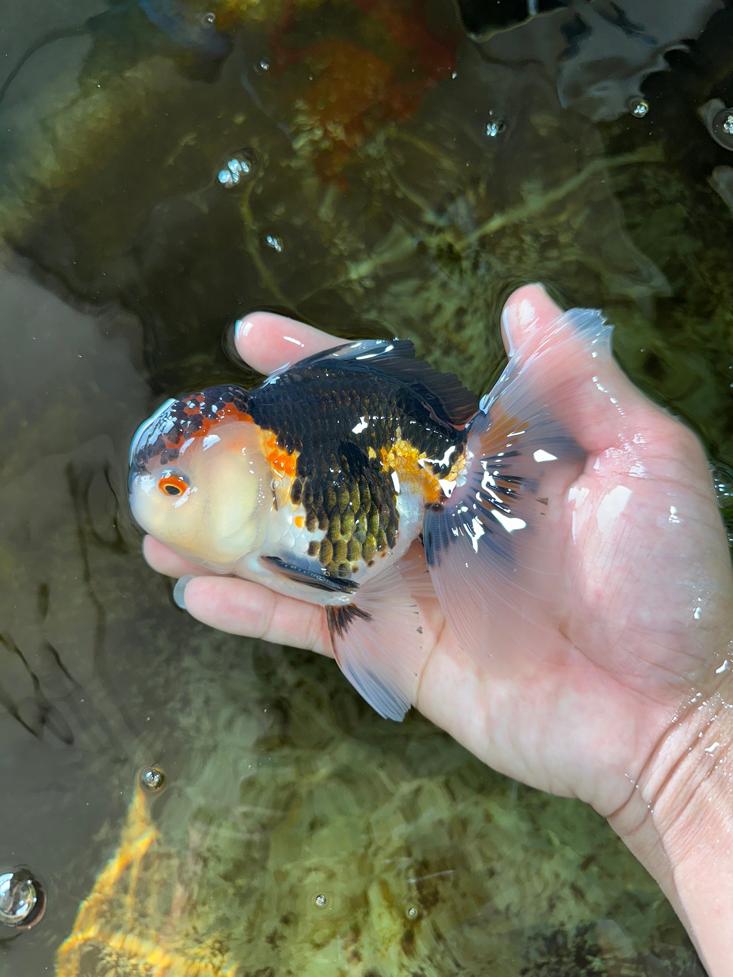 AAA Grade Tricolor Oranda Male 5 inches #080125OR_31