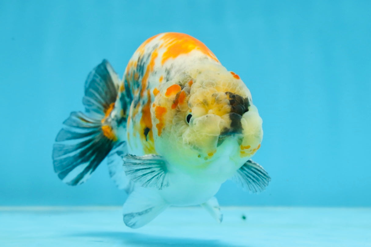 A Grade Chubby Tricolor Marble LionKing 4.5-5 inches #071125LC_04