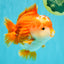 CHONKY AAA Grade Red White Yuanbao Male 5.5-6 inches #050126YB_17