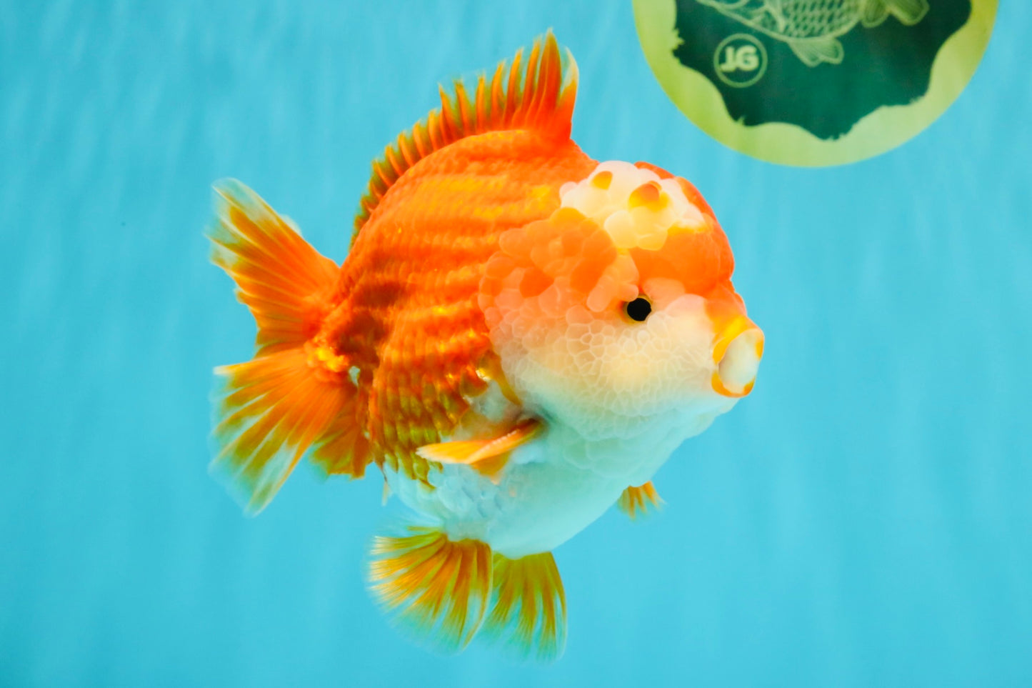 CHONKY AAA Grade Red White Yuanbao Male 5.5-6 inches #050126YB_17